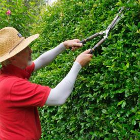 A man trimming a hedge wearing a straw hat and wearing IceRays Sun Sleeves for Maximum UV sun protection while gardening. Gardening 